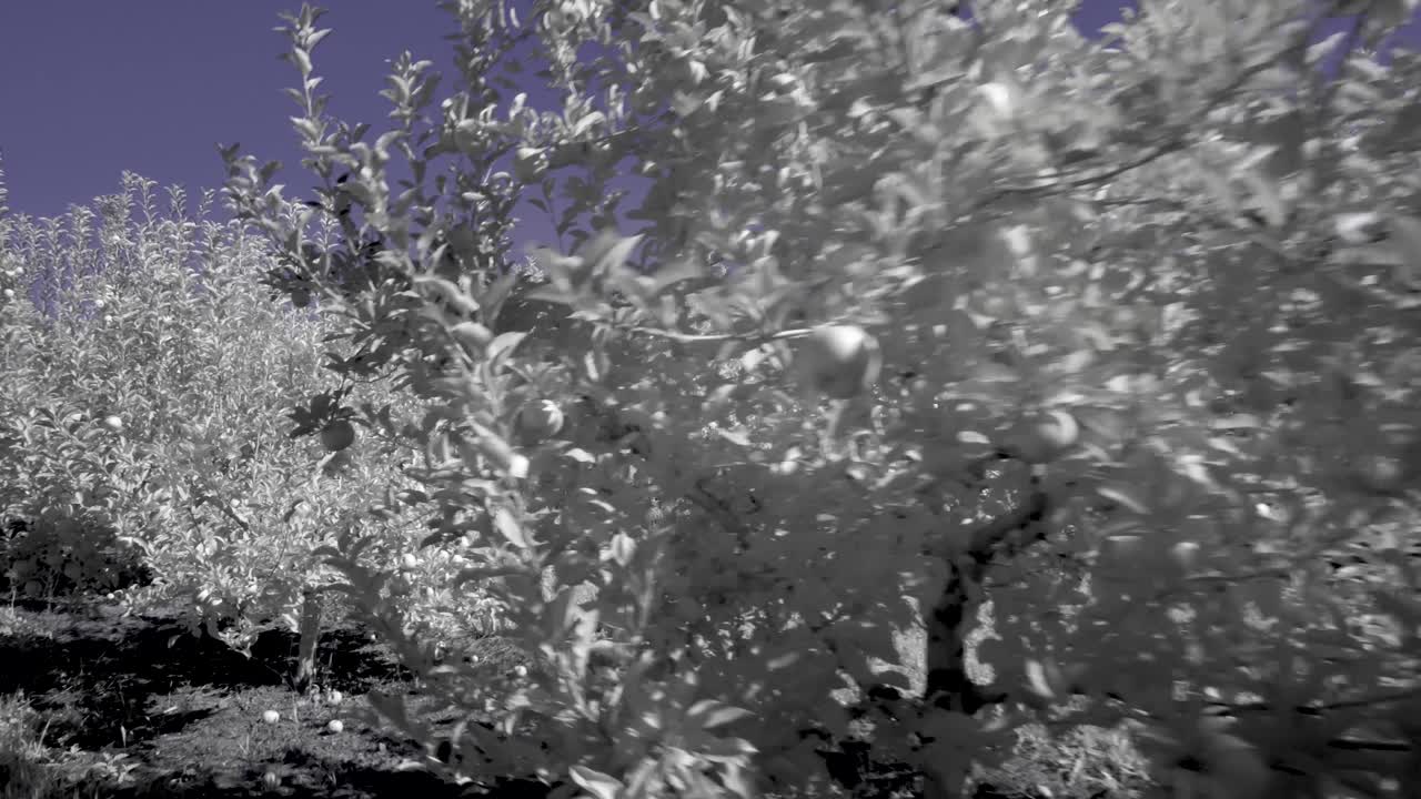 Apple Orchard Landscape