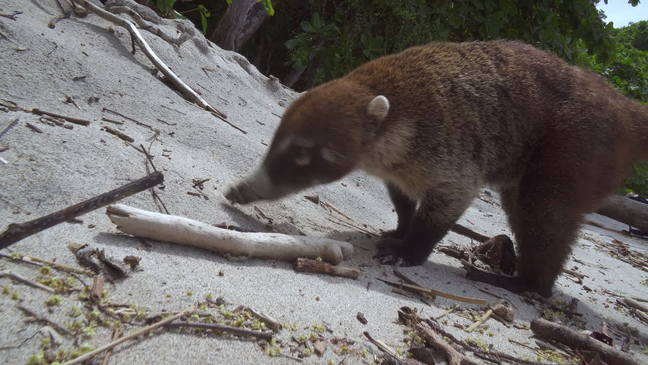 mapache coatí cazando para comer en el parque nacional manuel antonio, costa rica