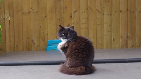 una gata negra y blanca sentada en el sol de verano relajándose