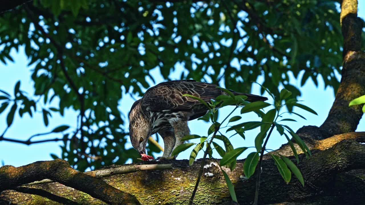 Changeable Hawk-eagle Feeding On Meat On Tree Branch. Crested Hawk-eagle. wide shot