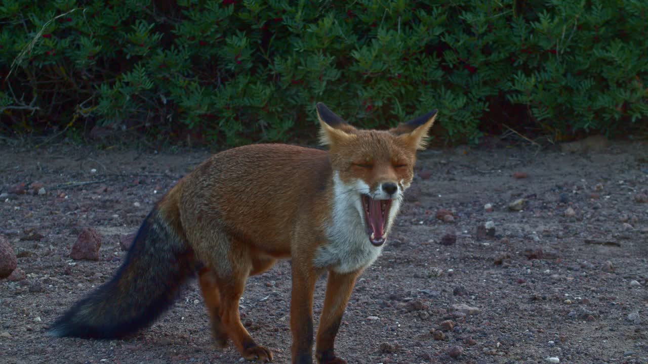 zorro rojo bastante curioso buscando comida, luego se sienta guiñando, de mano