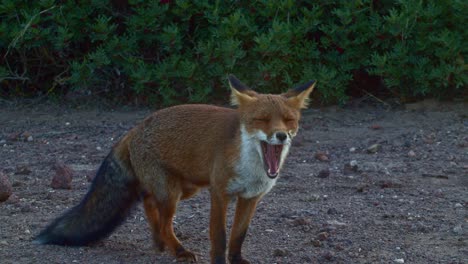 pretty curious red fox looking up for food, then sits down yawing, handheld