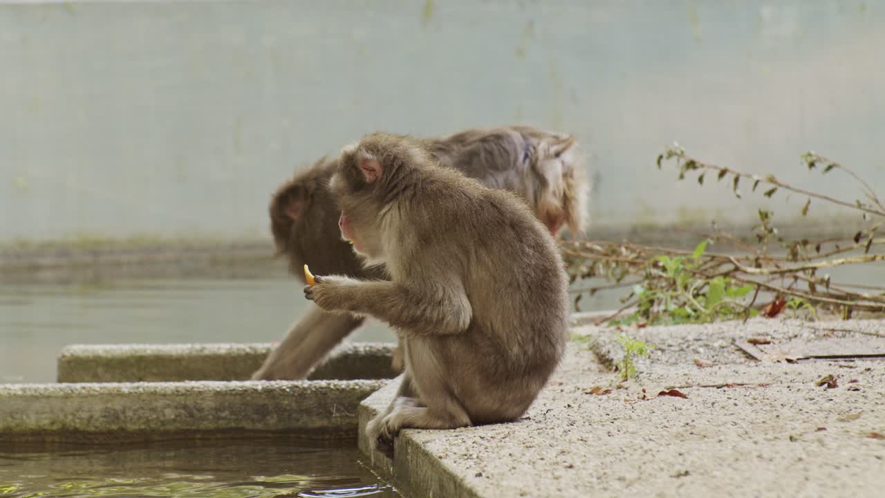 Japanese macaque, wildlife ape monkey primate animal beast in nature, sitting