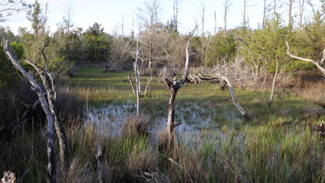 Wide-shot-of-the-salt-marsh-or-wetlands-in-North-Carolina