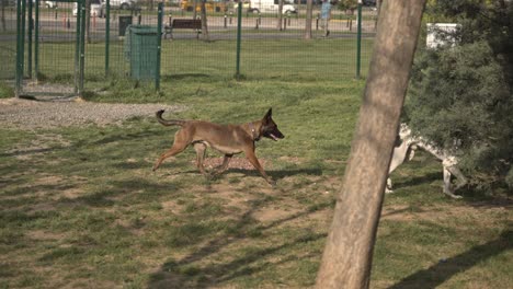 Dog-Resting,-Playing,-Running-in-the-park