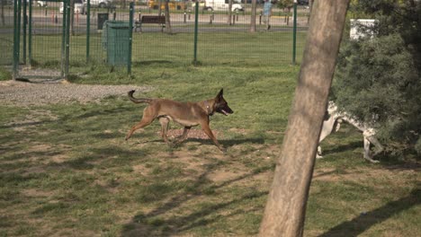 perro descansando, jugando, corriendo en el parque
