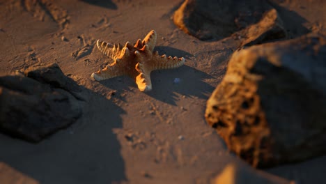 starfish on sandy beach at sunset