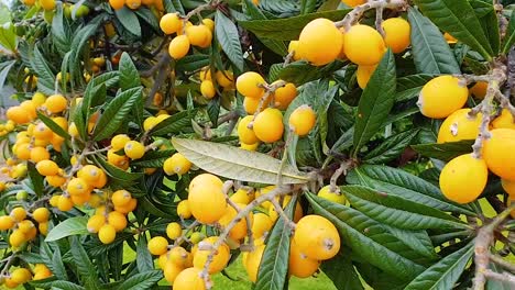 árbol frutal loket con hermosas hojas verdes moviéndose en el viento