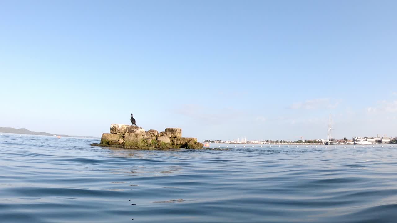 nadar en el adriático mientras el cormorán se relaja en las rocas en zadar, croacia