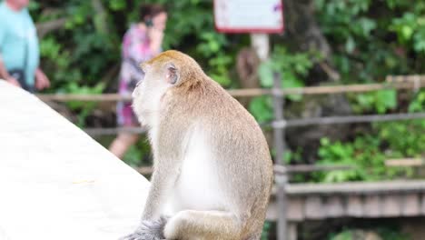 monkey sitting on a wall