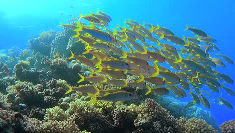 school of yellowtail goatfish swim out from coral reef towards open ocean