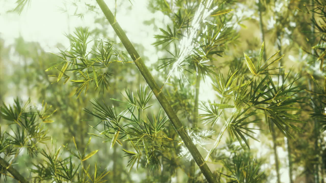 Bamboo forest canopy creates a serene atmosphere under the sunlight
