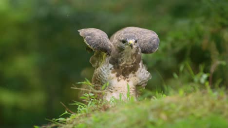 curious behaviour of common buzzard rocking its body and lifting wings