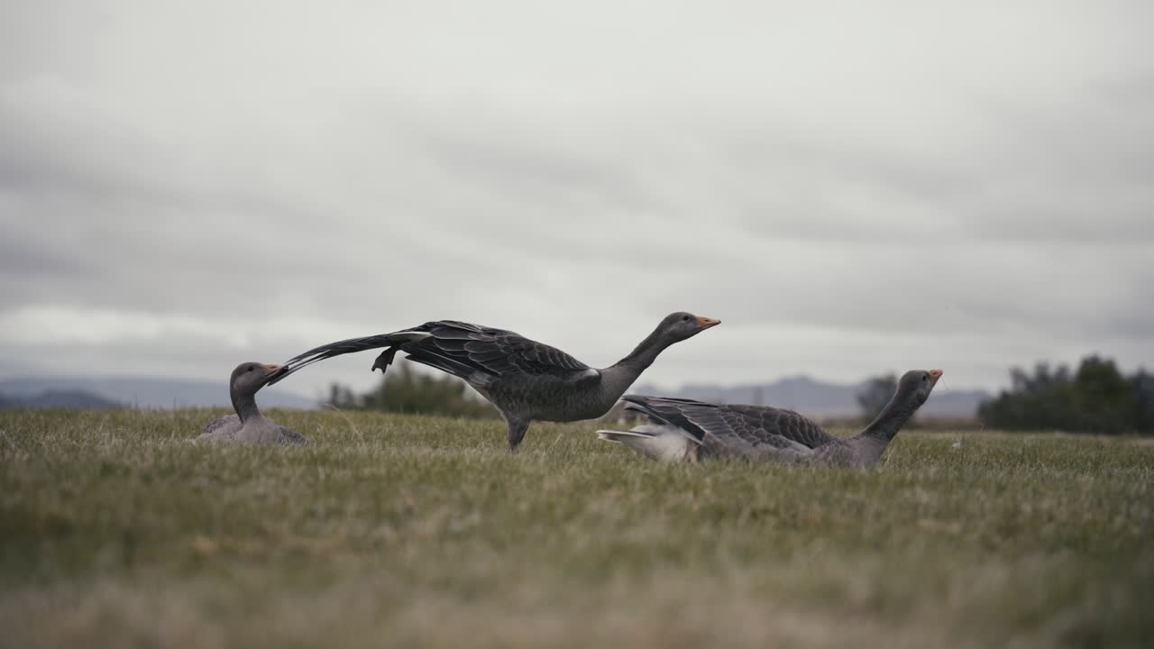 un grupo de gansos descansa tranquilamente en un campo de tundra en islandia