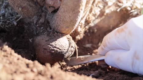 Unearthing-black-truffle-in-Canberra-Australia