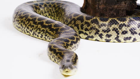 Yellow-anaconda-snake-white-background