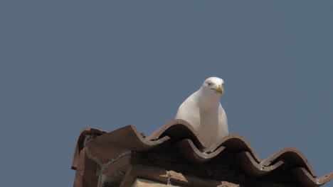 Gaviota-Graznando-En-Una-Azotea-De-Tejas-Italianas