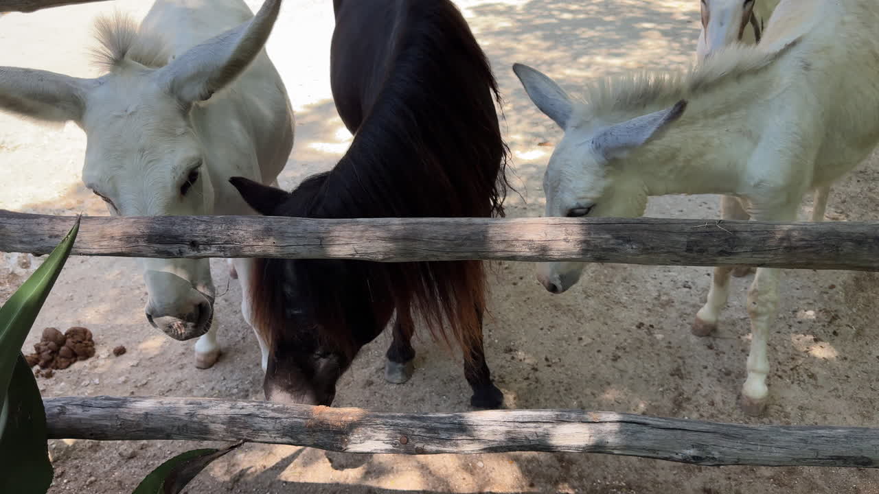 Due asini e un cavallo insieme in un'area rustica di stalla all'aperto.