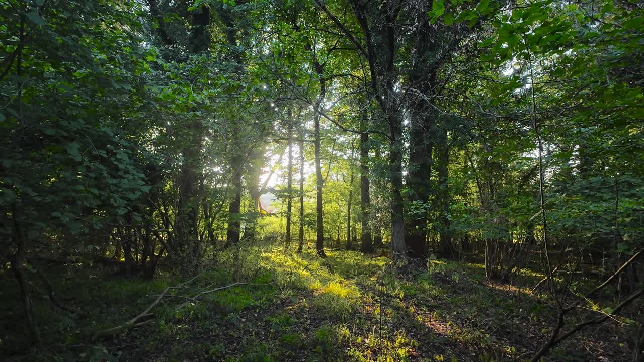 Sunlight Through the Forest Trees