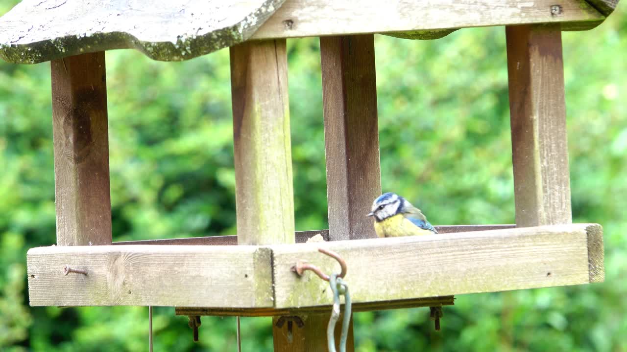 블루은 잉글랜드 시골 정원에서 새 테이블에서 먹이를 먹으며 올라와 내려갑니다.