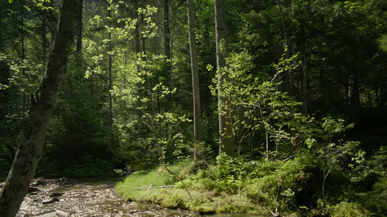 Movimento da sinistra a destra in un paesaggio di foresta verde lussureggiante | Foresta di Grindelwald, Svizzera, Europa, 4k.