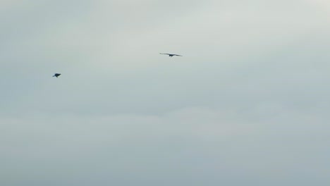 Majestuosas-Aves-Rapaces-Se-Elevan-Con-Gracia-Contra-Un-Fondo-De-Cielo-Nublado