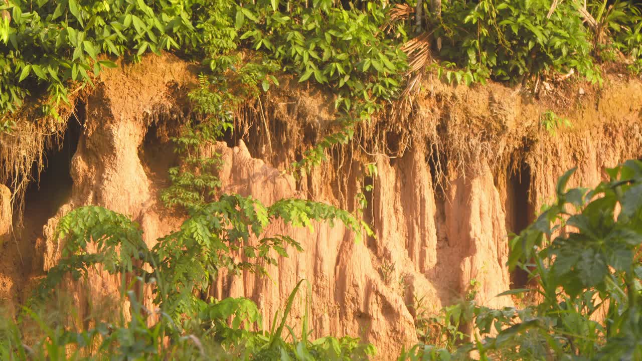 Tilt up shot of a mud bank which has been withered by constant erosion and parrots feeding on the clay at chuncho