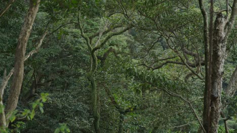 tropical green forest