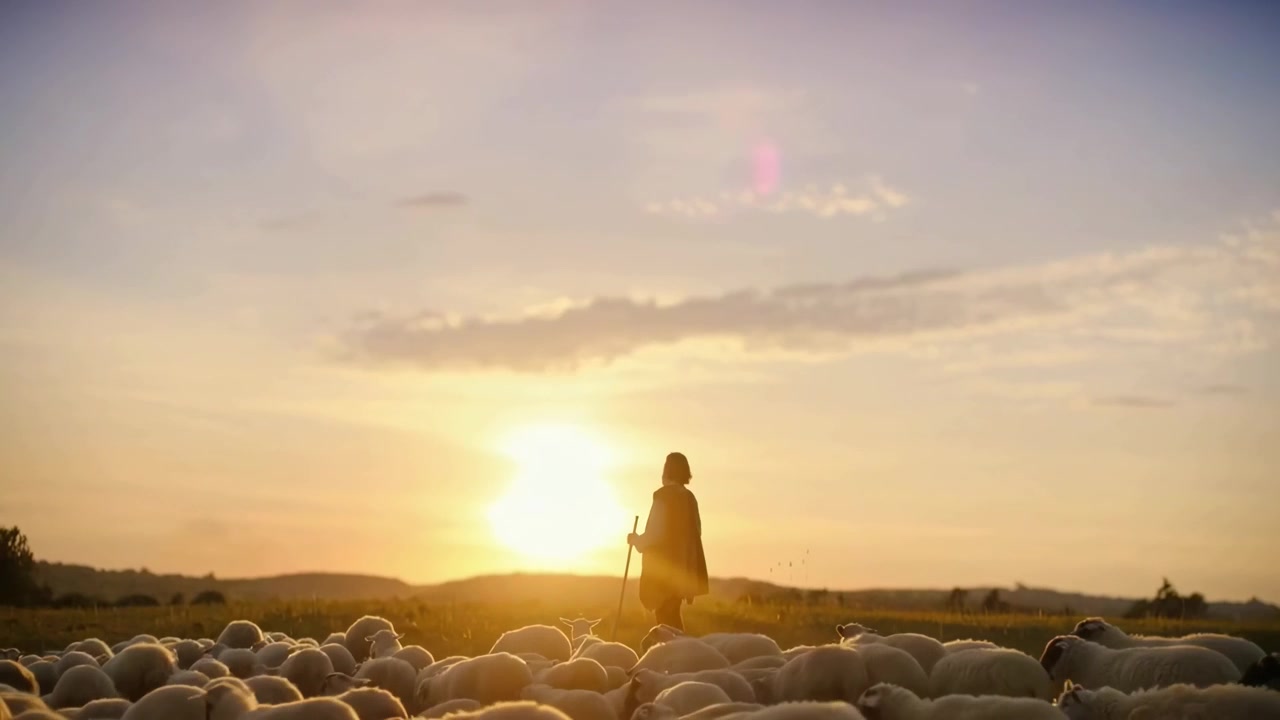 Pastor cuidando su rebaño de ovejas al atardecer
