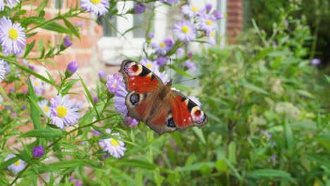 4k slow motion shot of a butterfly eating from a flower, in the middle of a garden