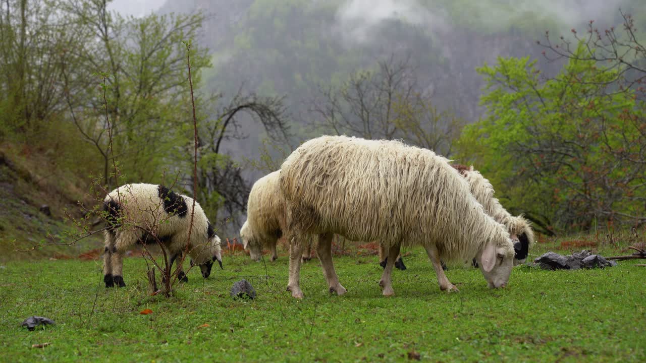 ovejas y corderos pastando hierba fresca en pastos verdes en las montañas