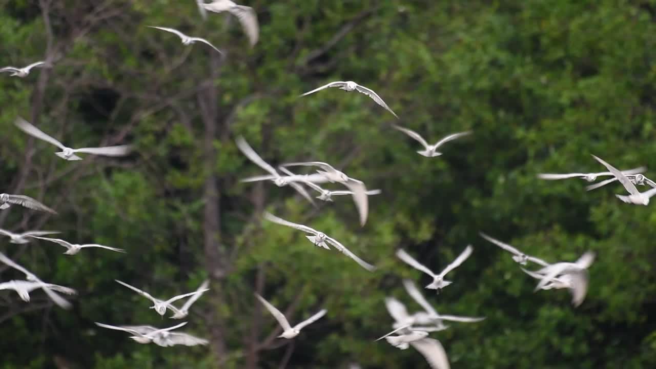 제비갈매기는 전 세계 바다, 강 및 기타 더 넓은 수역에서 볼 수 있는 바닷새입니다.