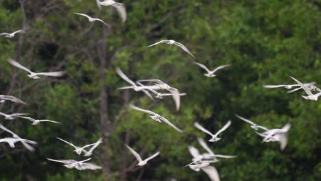 Los-Charranes-Son-Aves-Marinas-Que-Se-Pueden-Encontrar-En-Todo-El-Mundo-En-El-Mar,-Ríos-Y-Otros-Cuerpos-De-Agua-Más-Amplios