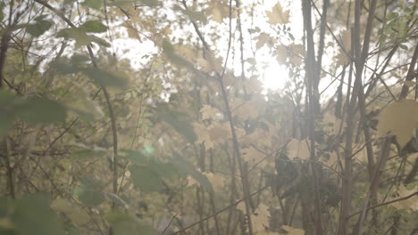 Sunset-Light-Breaks-Through-The-Trees-As-The-Autumn---Fall-Leaves-Sway-In-The-Wind,-In-Slow-Motion---Ungraded