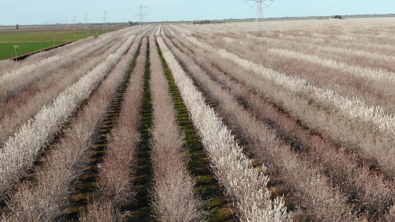 hermoso huerto de almendros blancos y rosas en flor, vuelo de drones