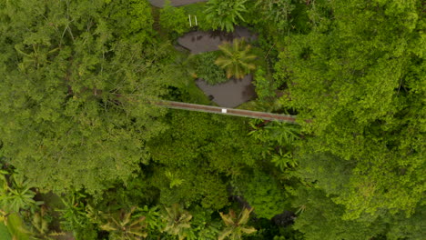 Vista-Aérea-Del-Puente-Colgante-Suspendido-En-Copas-De-árboles-Tropicales.-Vista-Aérea-De-Arriba-Hacia-Abajo-Del-Puente-De-Madera-Que-Cuelga-De-Las-Palmeras