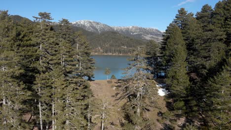 Drone-passing-close-to-trees-revealing-mountain-lake-sunny-winter-day-Aoos-Spring-Lake-Metsovo-Greece