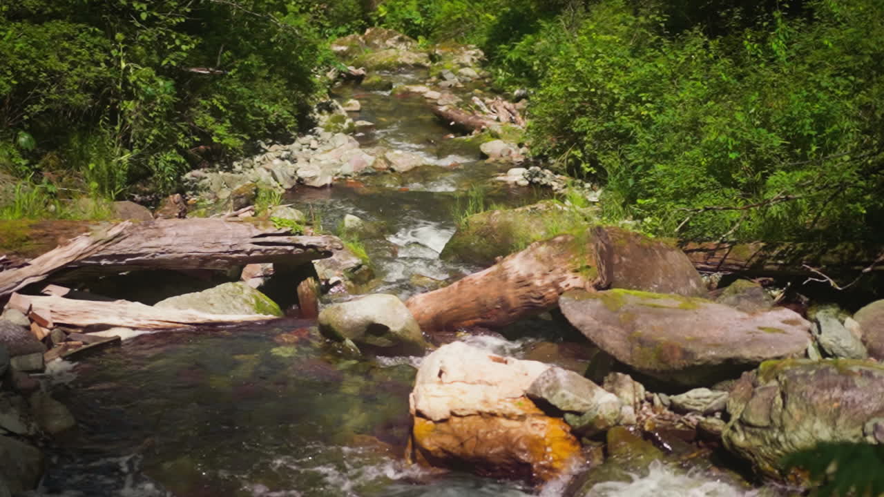 Narrow river with rocky banks and rapids cascades in forest on sunny day slow motion. Shallow creek runs across highland wood. Explore nature wonders