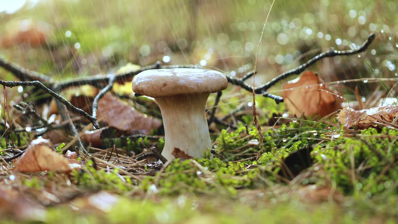 Grzyb borowik (Boletus) w słonecznym lesie podczas deszczu