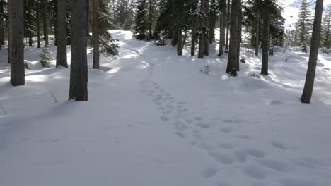 footprints in fresh snow leading deep into the spruce forest on a sunny day