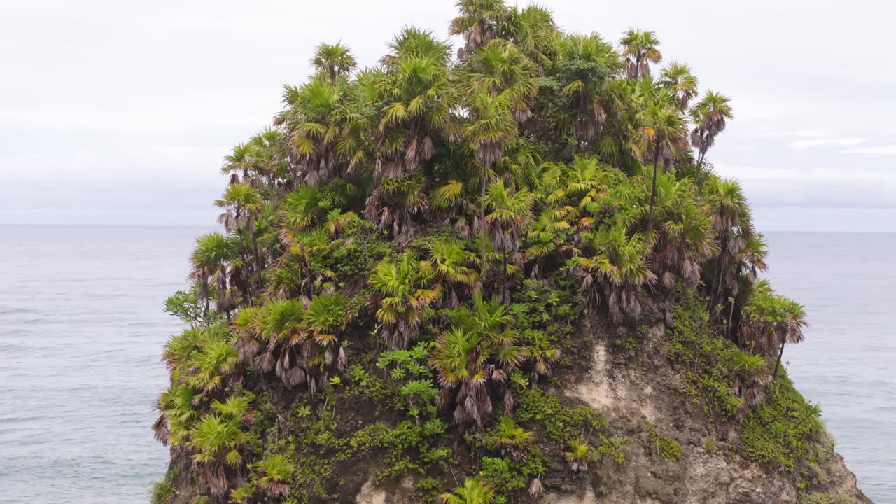 Primo piano di piante sull'isola a forma di tartaruga a Portland, Giamaica