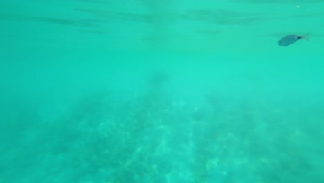 Diving-into-beautiful-turquoise-water-with-reflections-and-light-and-fish,-with-beach-in-the-distance