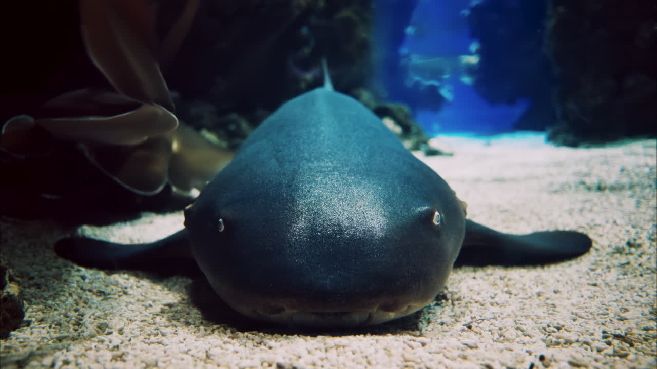Close up of a Nurse shark in the water