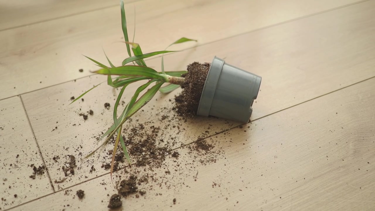 Pianta d'appartamento in vaso caduta e rovesciata sul pavimento in legno