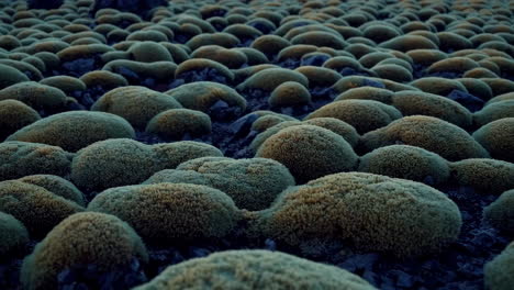 dense field of moss-like growths on dark ground