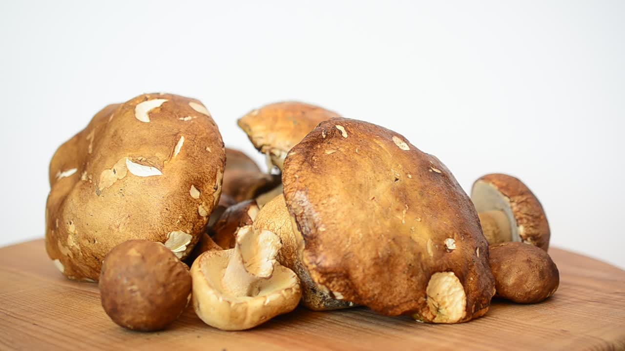 Boletus edulis. Svampar. Fotografering av skogssvamp.