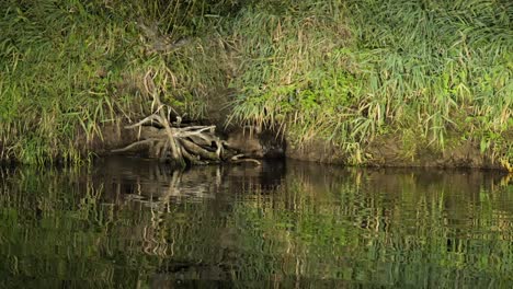 wildlife in biebrza national park, poland european beaver on riverbank at night