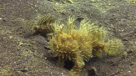 male hairy frogfish walking closer to female which is significantly bigger, medium shot at sandy bottom during day