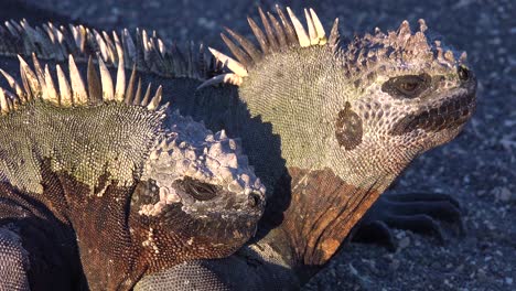 marine iguanas bask in the sun in the galapagos islands ecuador 2