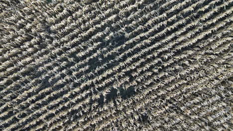tiro de arriba hacia abajo del campo de grano